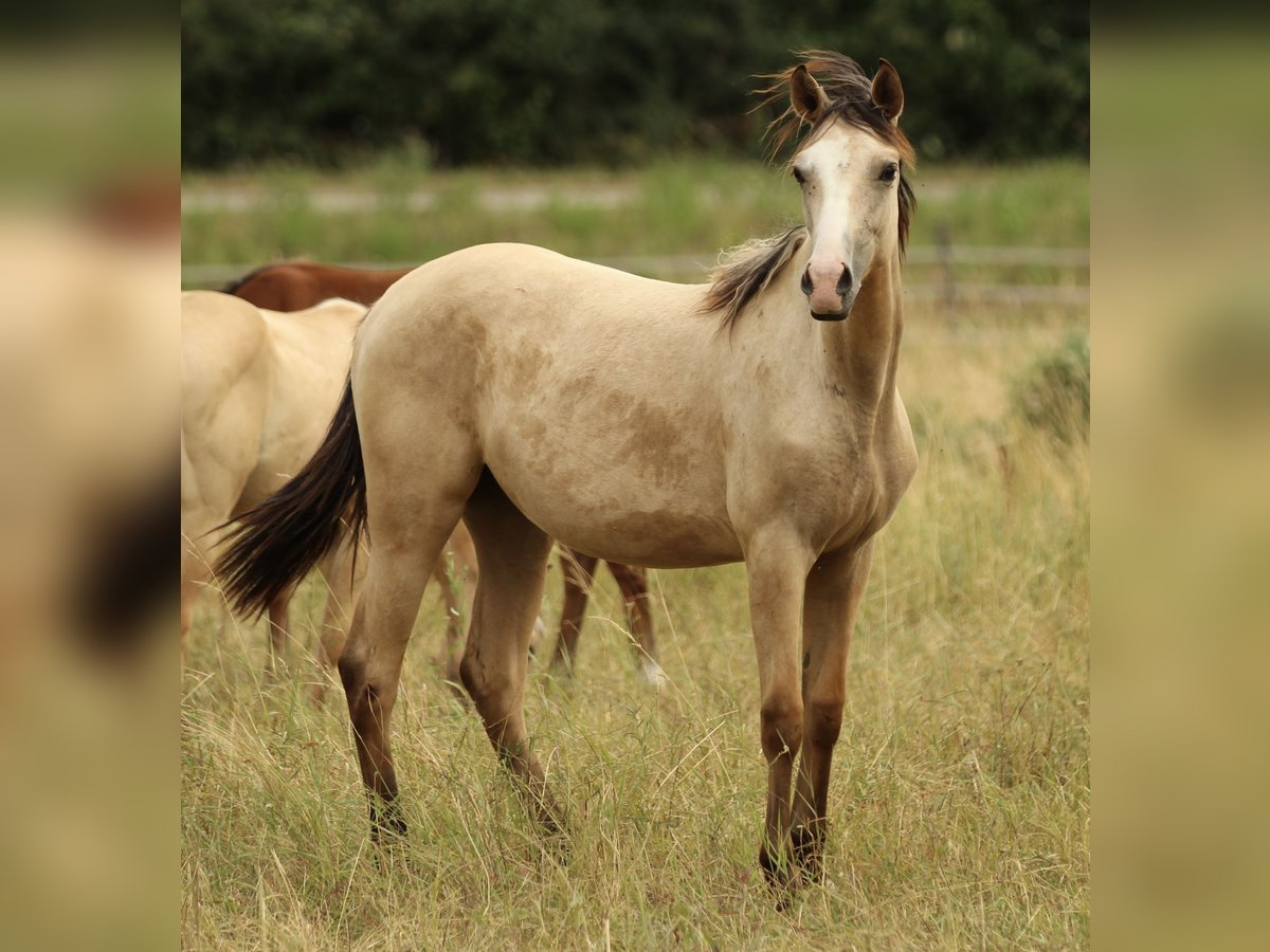 Azteca Yegua 1 año 155 cm Buckskin/Bayo in Waldshut-Tiengen