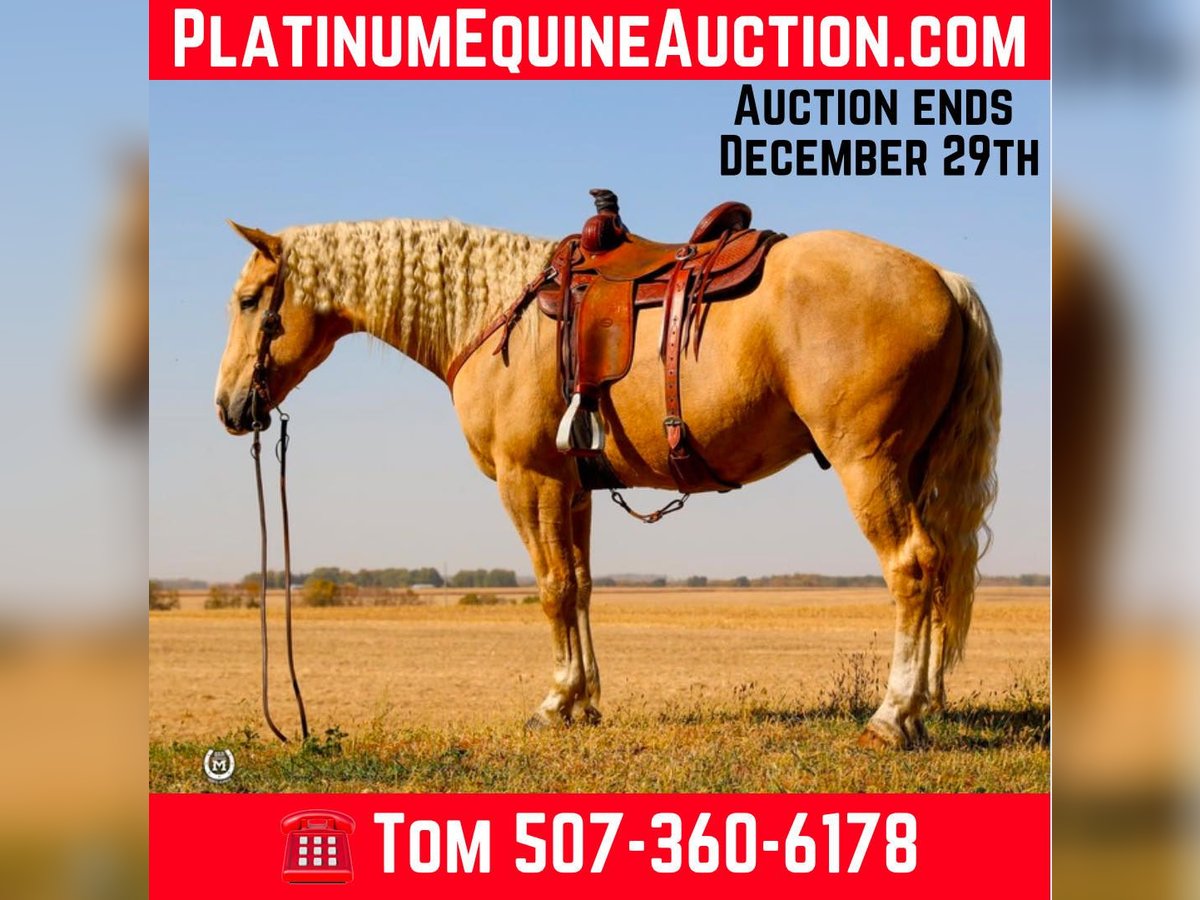 American Quarter Horse Gelding 6 years 16.1 hh Palomino in Windom Mn