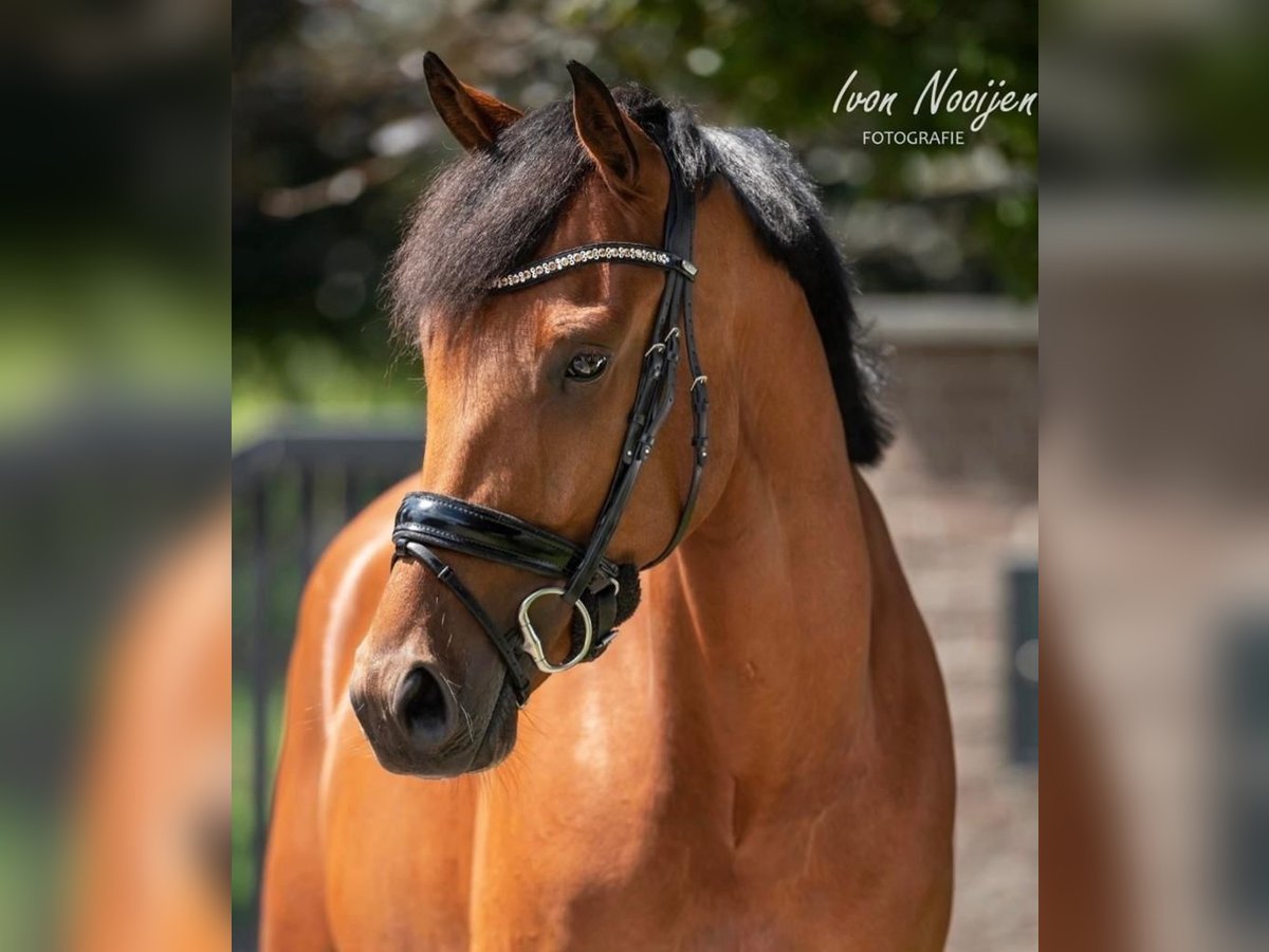 KWPN Gelding 5 years 16,2 hh Brown in Axel