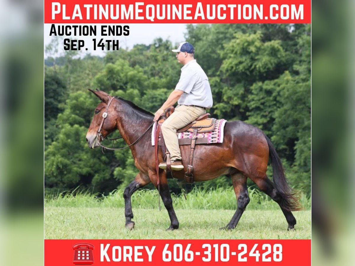 Mule Gelding 11 years 15.2 hh Bay in Whitley City KY