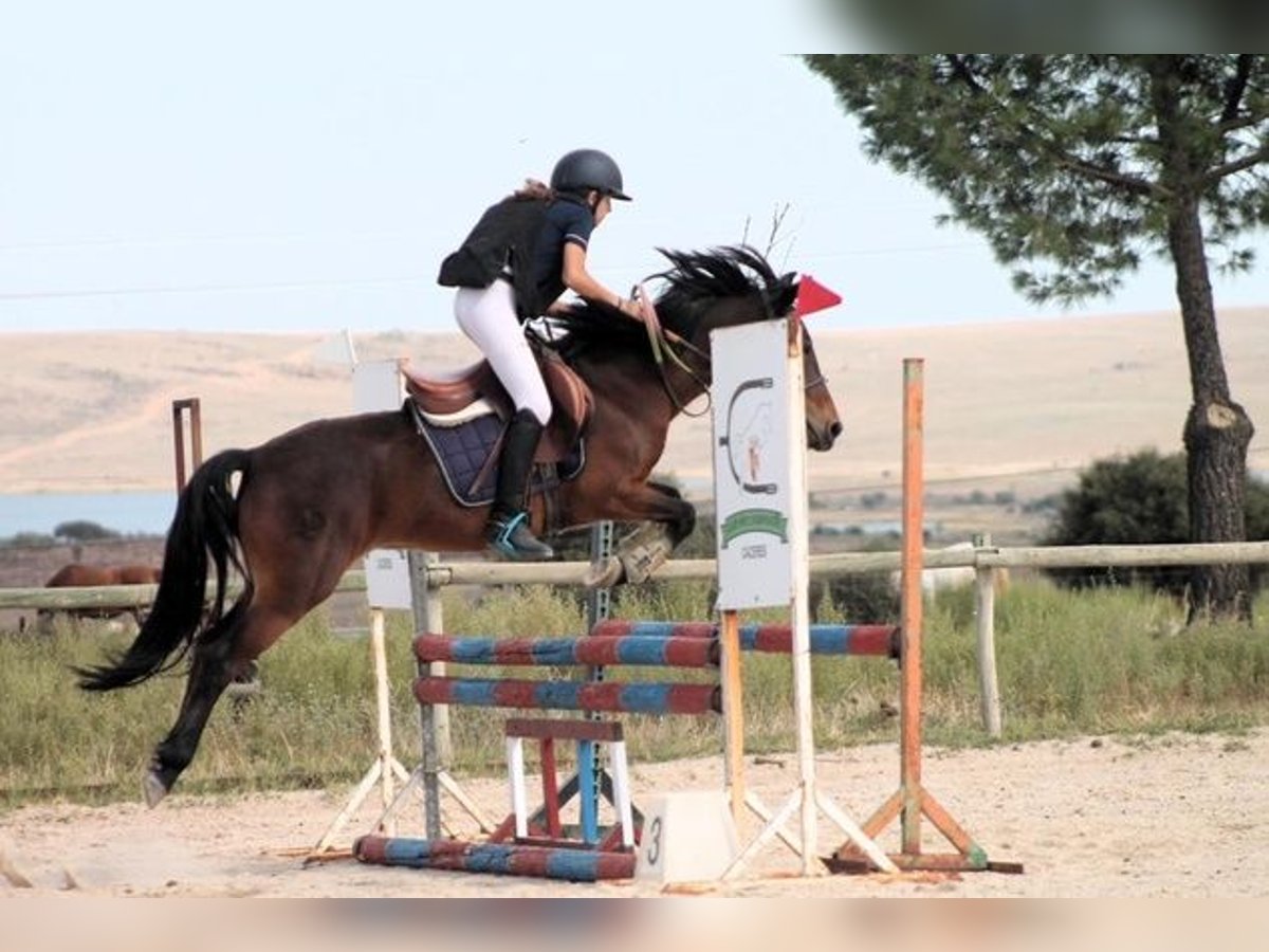 Andaluces Caballo castrado 9 años 135 cm Castaño rojizo in Badajoz