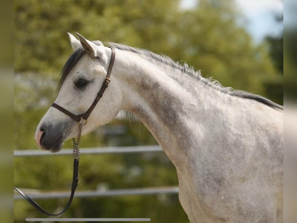 Purosangue arabo Giumenta 4 Anni 150 cm Grigio in Amtzell