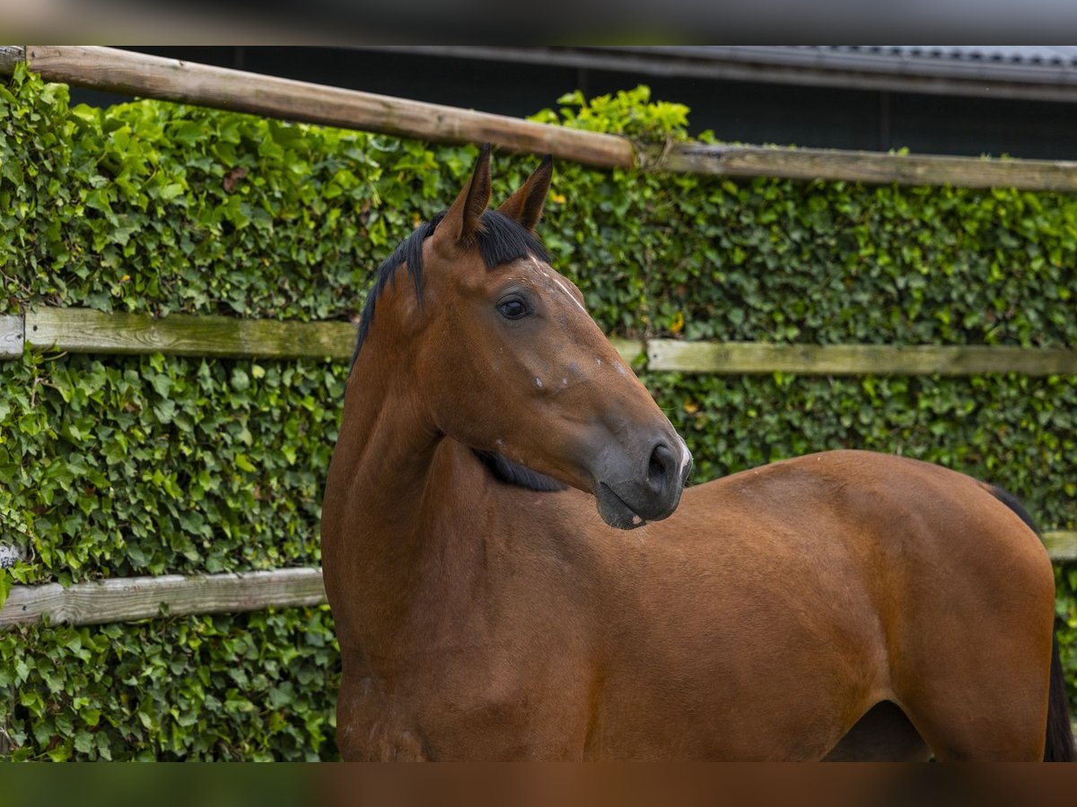 Anglo European Studbook Mare 3 years 16.2 hh Brown in Waddinxveen