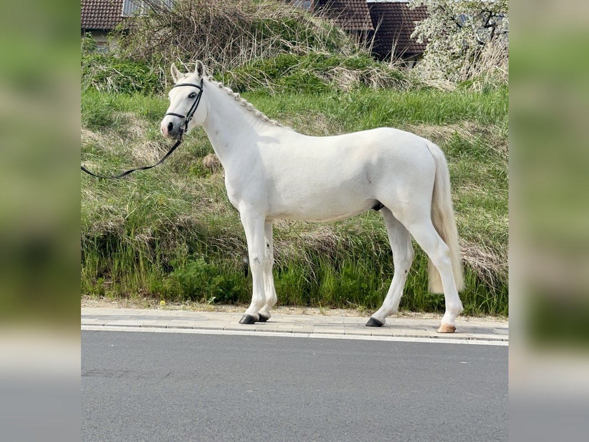 Connemara Gelding 4 years 14,1 hh Gray in Lisberg