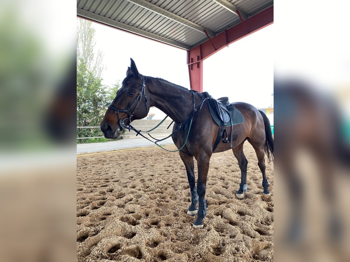 KWPN Caballo castrado 15 años 175 cm Castaño oscuro in Valladolid