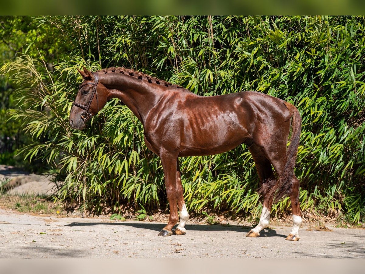 Anglo European Studbook Stallion 4 years 15.2 hh Chestnut in Grote-Brogel