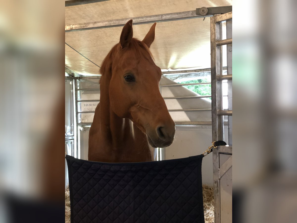 Baden Wuerttemberg Gelding 11 years 16,2 hh Chestnut-Red in Mössingen