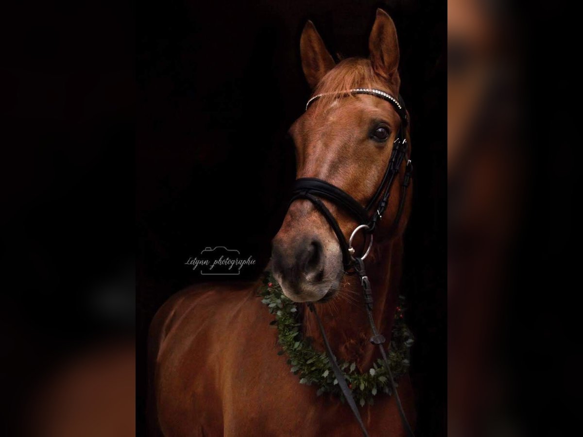 Baden Wuerttemberg Gelding 11 years 16 hh Chestnut-Red in Ellwangen (Jagst)