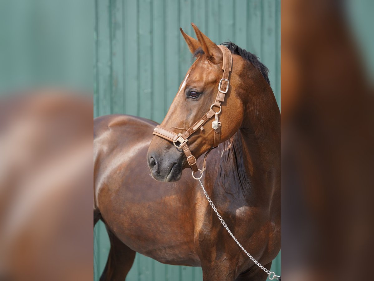 Baden Wuerttemberg Gelding 11 years 16,3 hh Chestnut-Red in &#xDC;bach-Palenberg