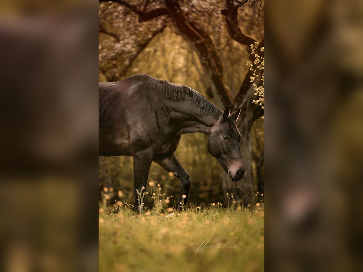 Baden Wuerttemberg Gelding 11 years 17 hh Bay-Dark in Königsbronn