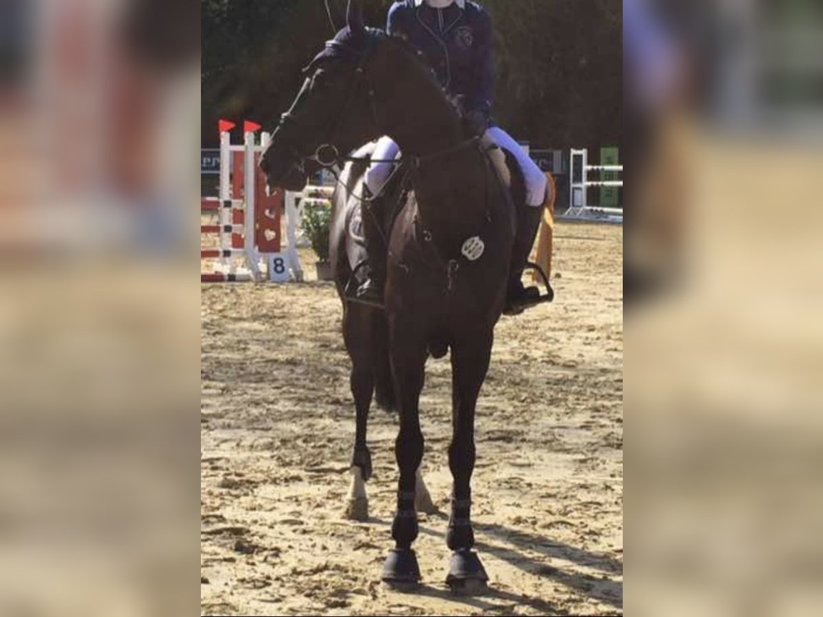 Baden Wuerttemberg Gelding 13 years 17 hh Black in Crailsheim