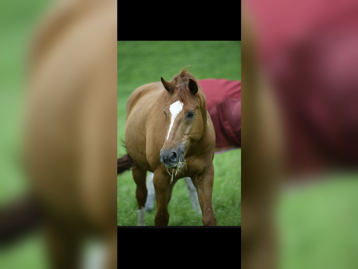 Baden Wuerttemberg Gelding 14 years 17 hh Chestnut-Red in Hattingen