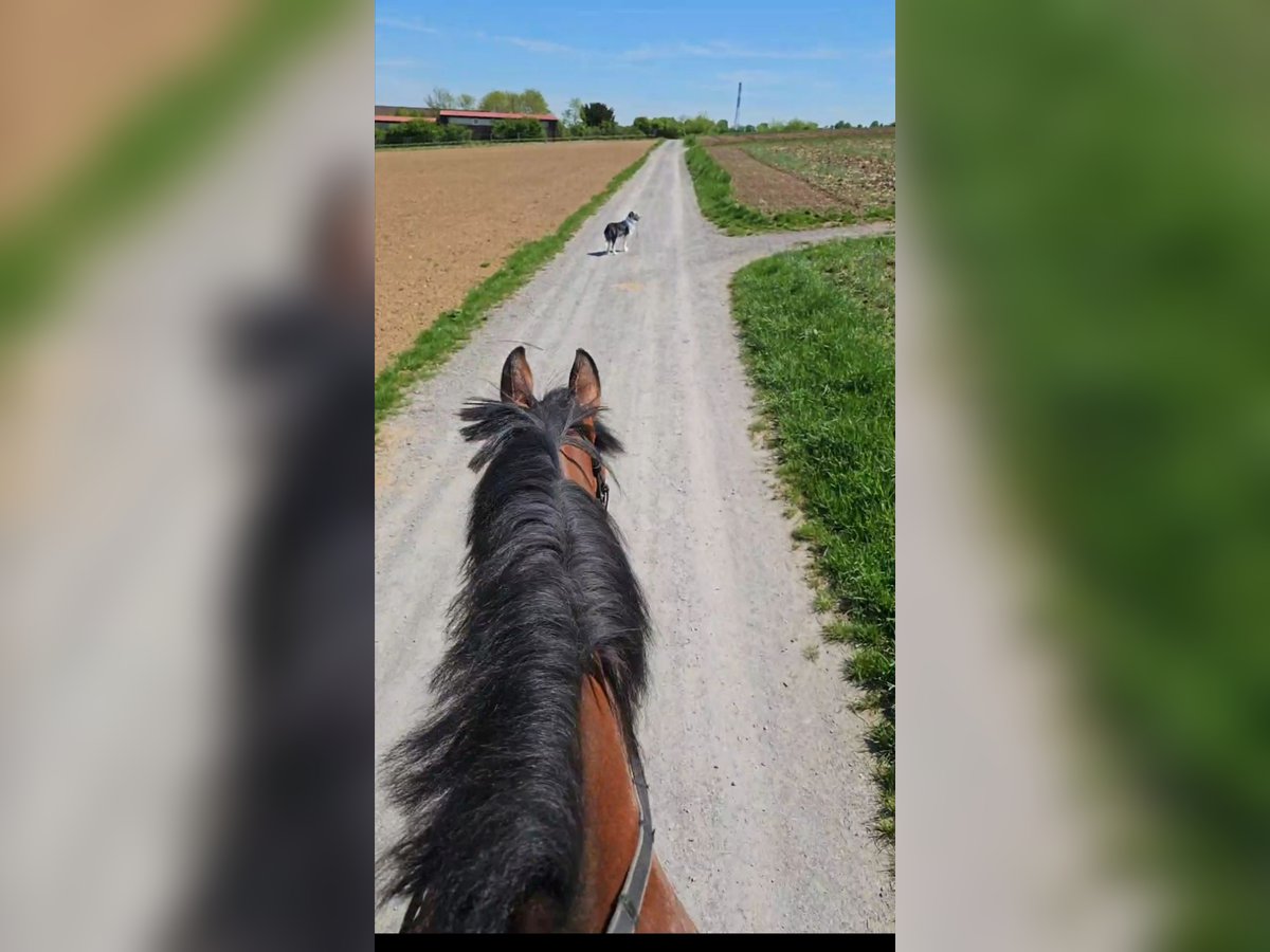 Baden Wuerttemberg Gelding 14 years 17,1 hh Brown in Nu&#xDF;loch