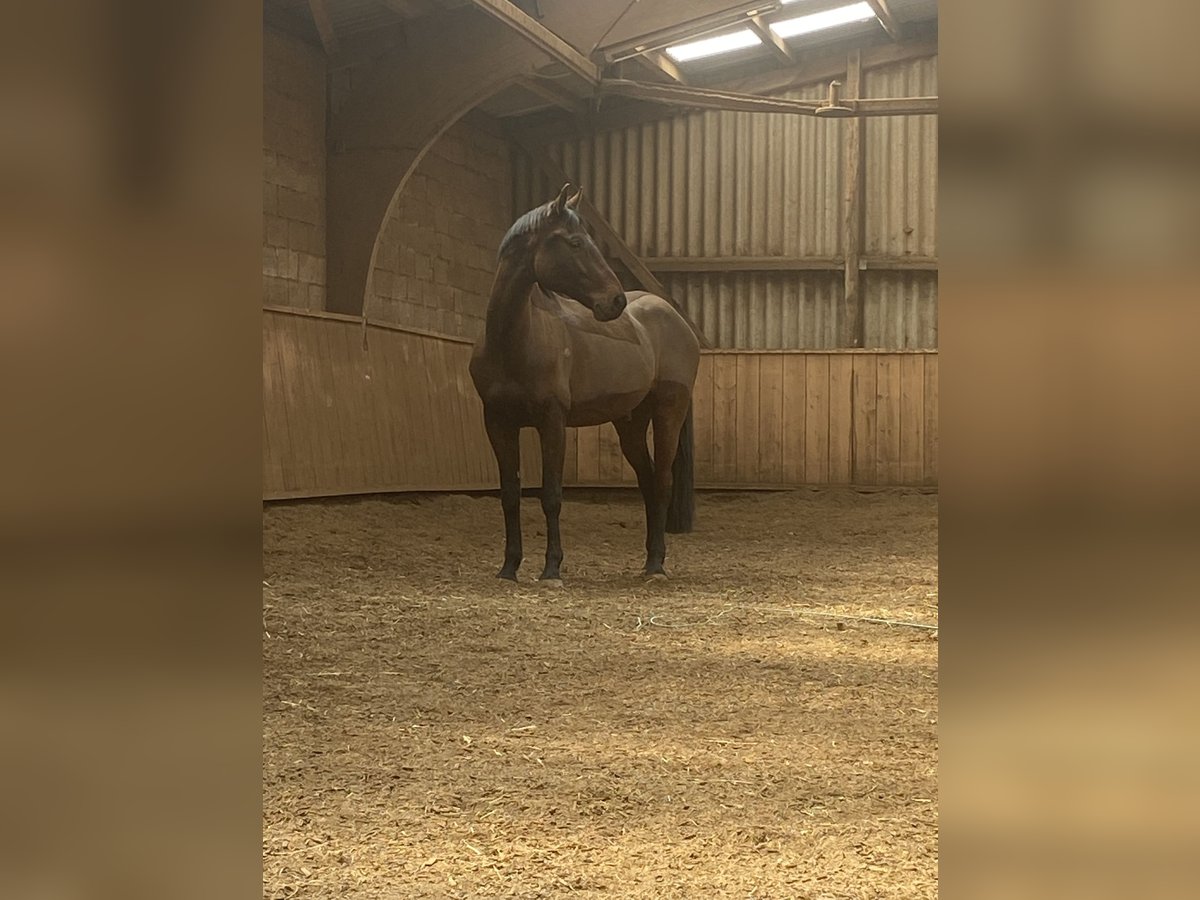 Baden Wuerttemberg Gelding 14 years Brown in Renningen