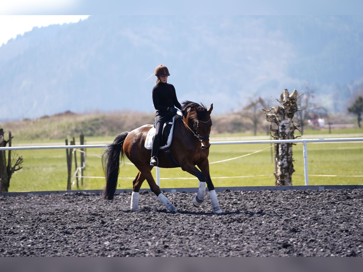 Baden Wuerttemberg Gelding 15 years 16,3 hh Brown in Winden im Elztal