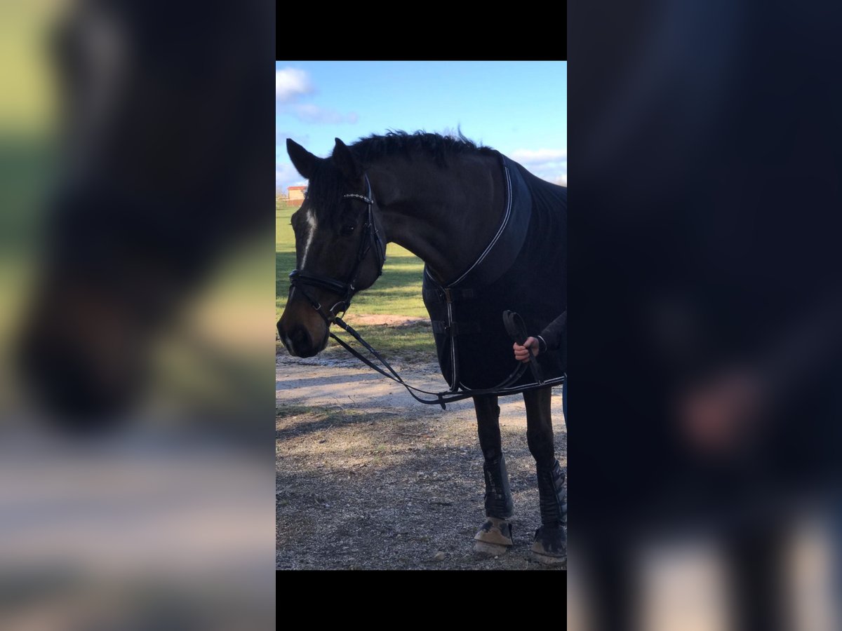 Baden Wuerttemberg Gelding 15 years 16,3 hh Smoky-Black in Riedlingen