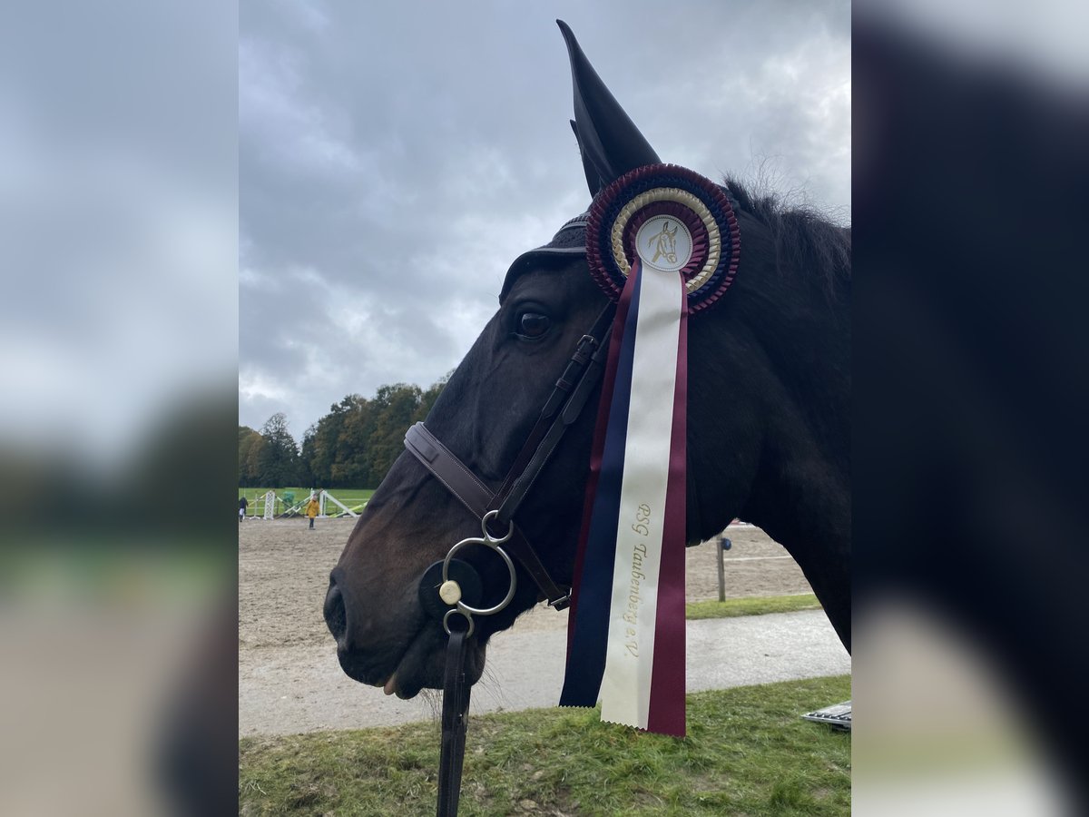 Baden Wuerttemberg Gelding 15 years 17,2 hh Smoky-Black in Egling