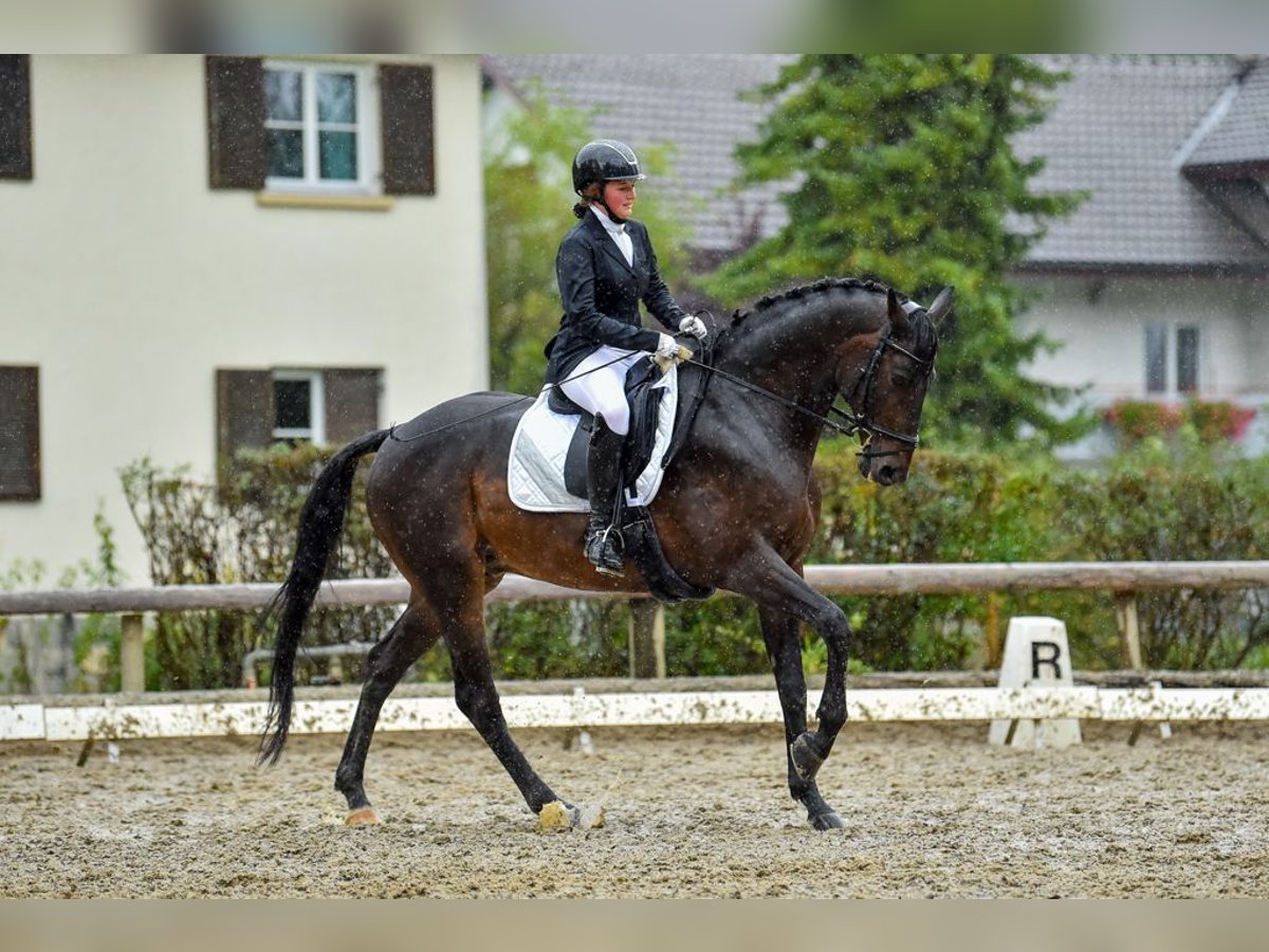 Baden Wuerttemberg Gelding 16 years 16,2 hh Brown in St. Gallenkirch