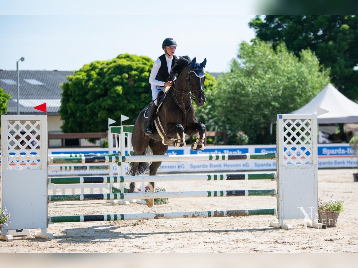 Baden Wuerttemberg Gelding 16 years Black in Friedberg