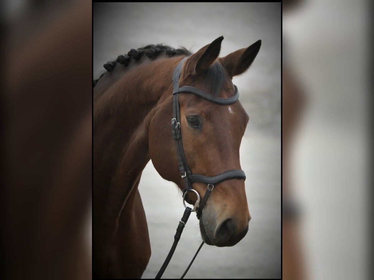 Baden Wuerttemberg Gelding 17 years 17 hh Brown in Tuningen