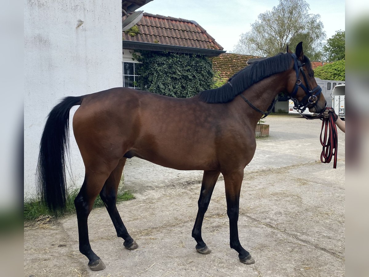 Baden Wuerttemberg Gelding 3 years 15,2 hh Brown in Hamm