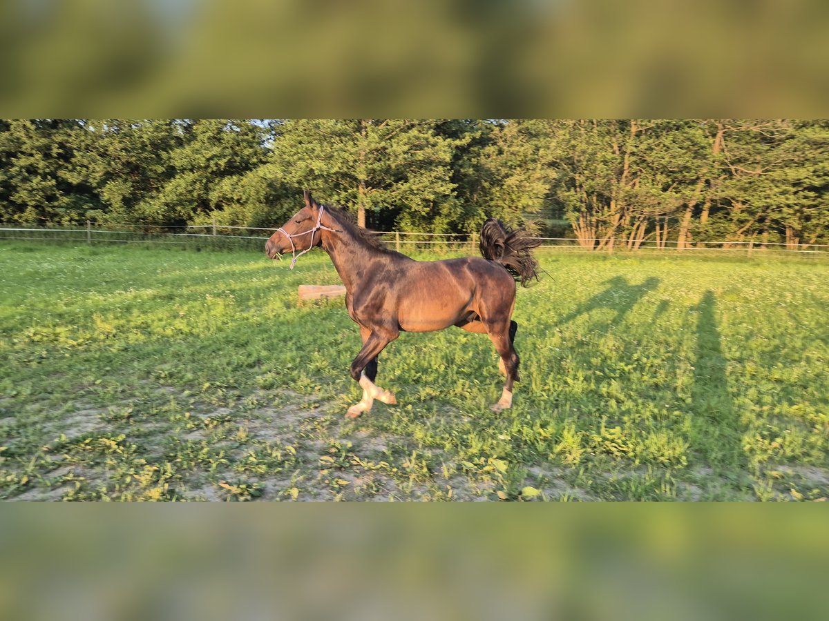 Baden Wuerttemberg Gelding 3 years 16 hh Bay-Dark in Ulm