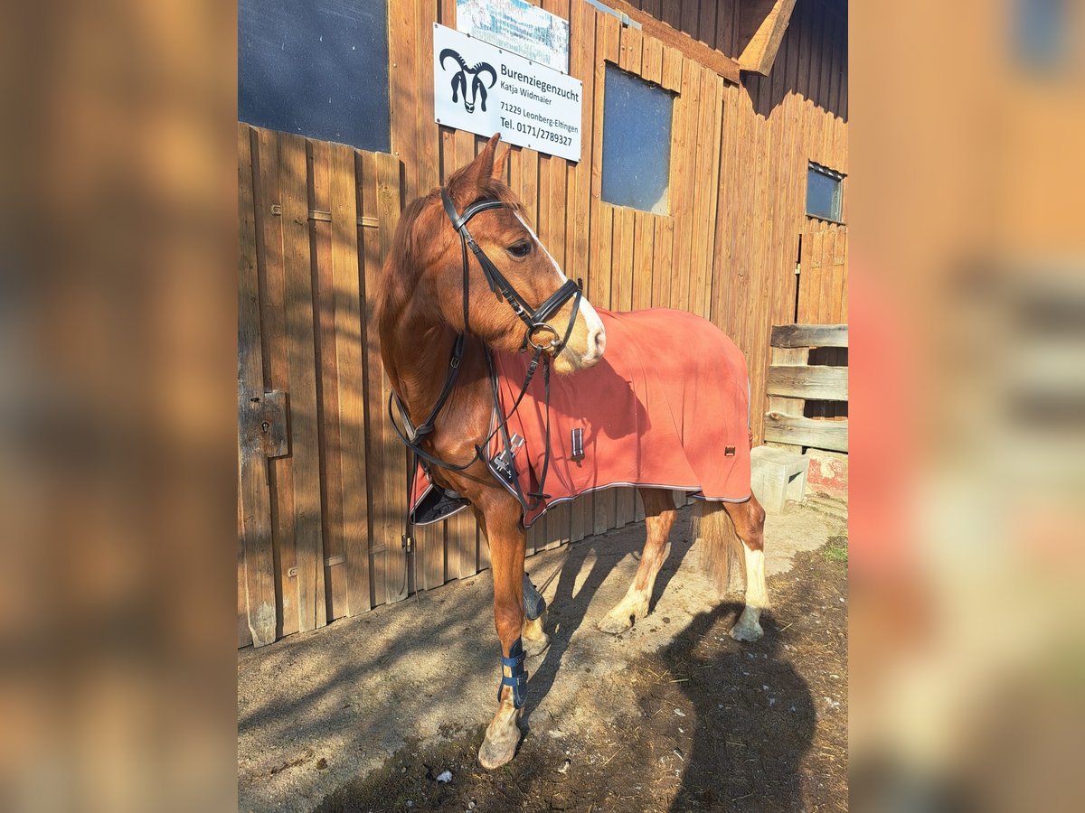 Baden Wuerttemberg Gelding 4 years 15,2 hh Chestnut-Red in Leonberg