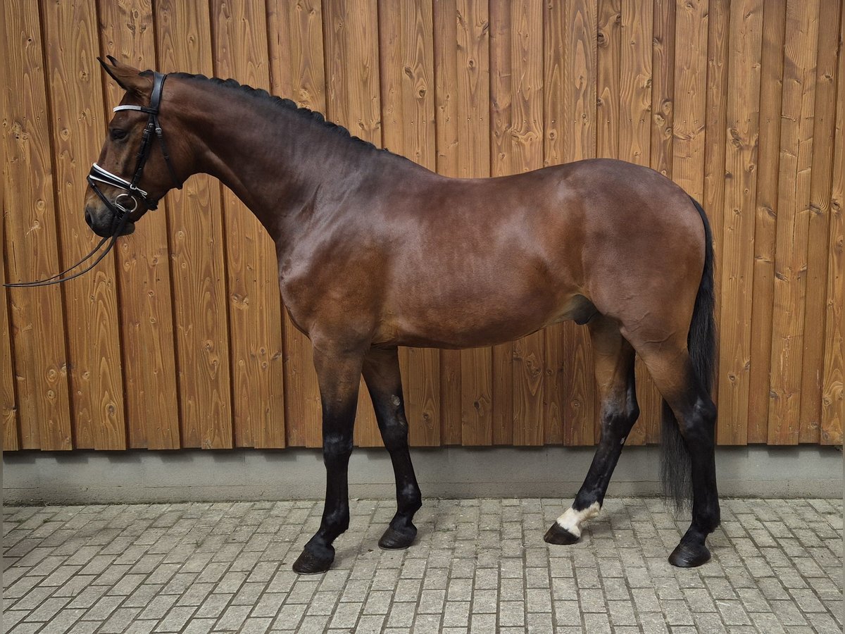 Baden Wuerttemberg Gelding 4 years 16,1 hh Brown in Stoetze