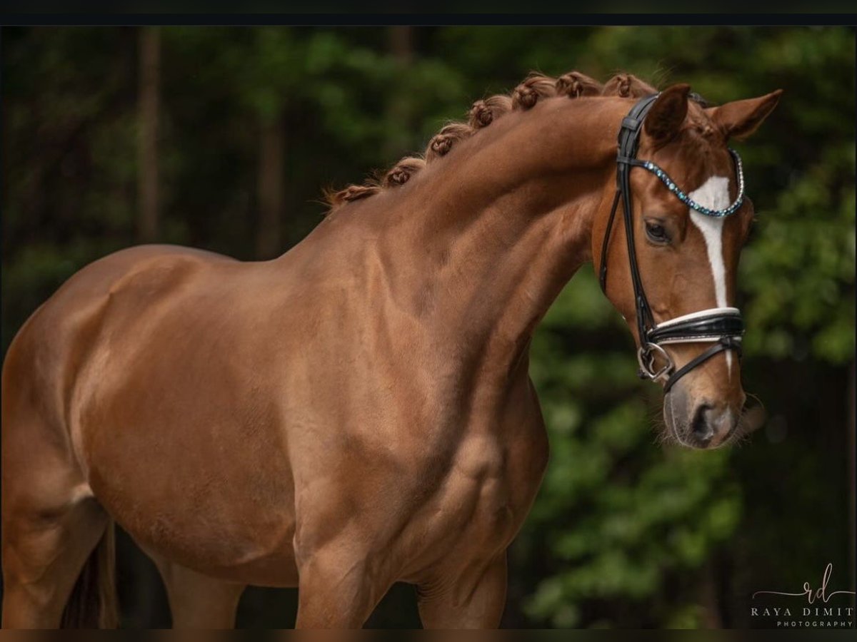 Baden Wuerttemberg Gelding 4 years 16,1 hh Chestnut-Red in Hayingen