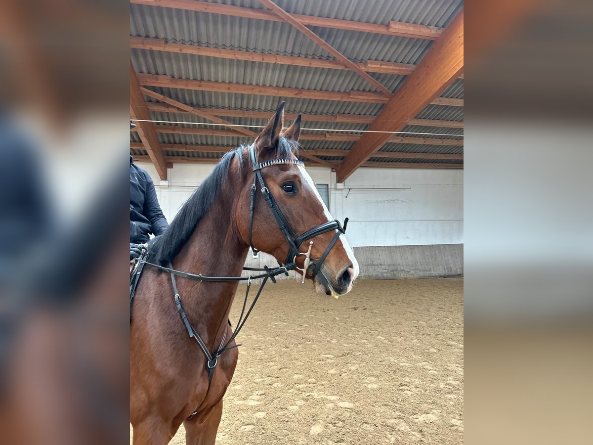 Baden Wuerttemberg Gelding 4 years 16 hh Brown in Neustadt an der Aisch