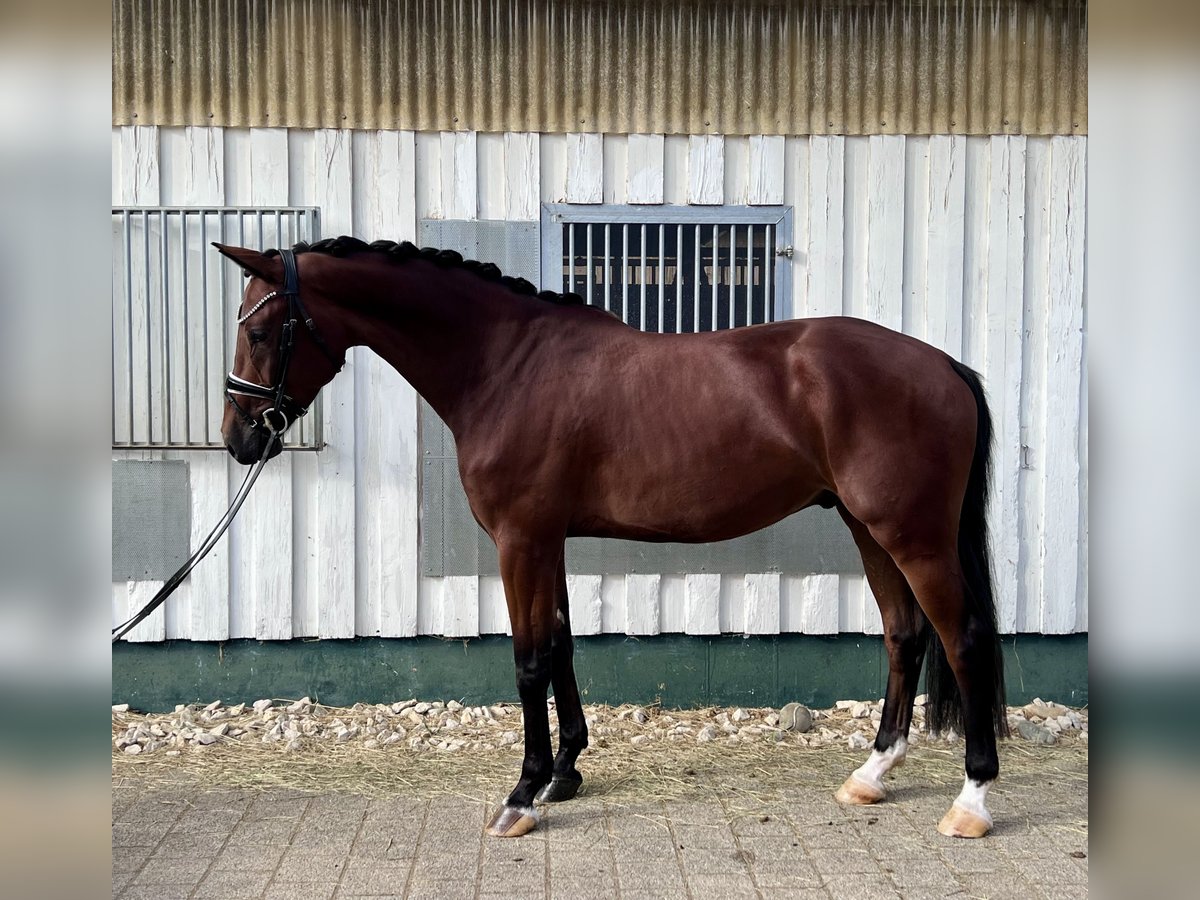Baden Wuerttemberg Gelding 4 years 16,2 hh in Trochtelfingen