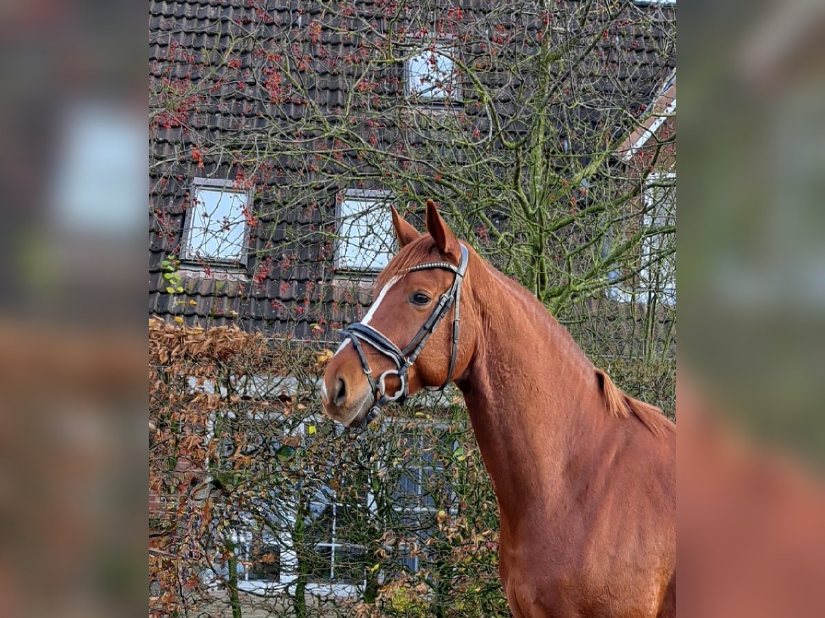 Baden Wuerttemberg Gelding 5 years 16,1 hh Chestnut-Red in Hamburg