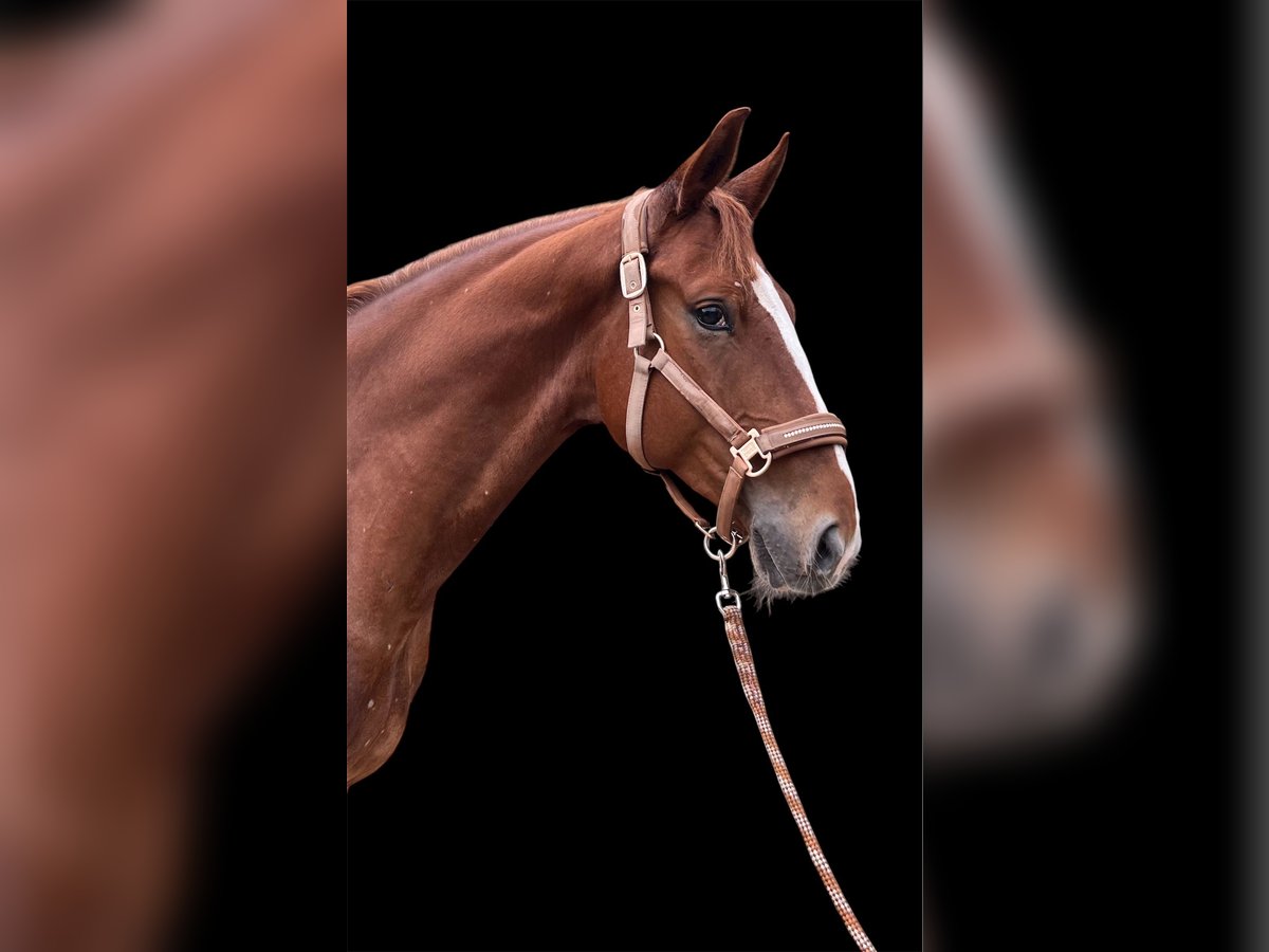 Baden Wuerttemberg Gelding 5 years 16,1 hh Chestnut-Red in Oberhausen-Rheinhausen