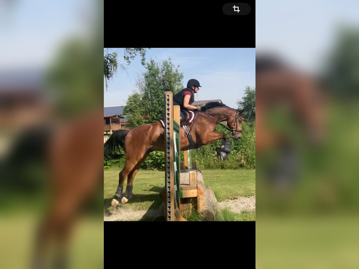 Baden Wuerttemberg Mix Gelding 7 years 16 hh Brown in Lichtenau