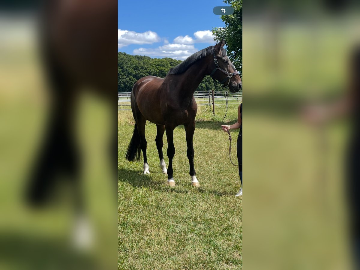 Baden Wuerttemberg Gelding 7 years 18 hh Bay-Dark in Hohentengen
