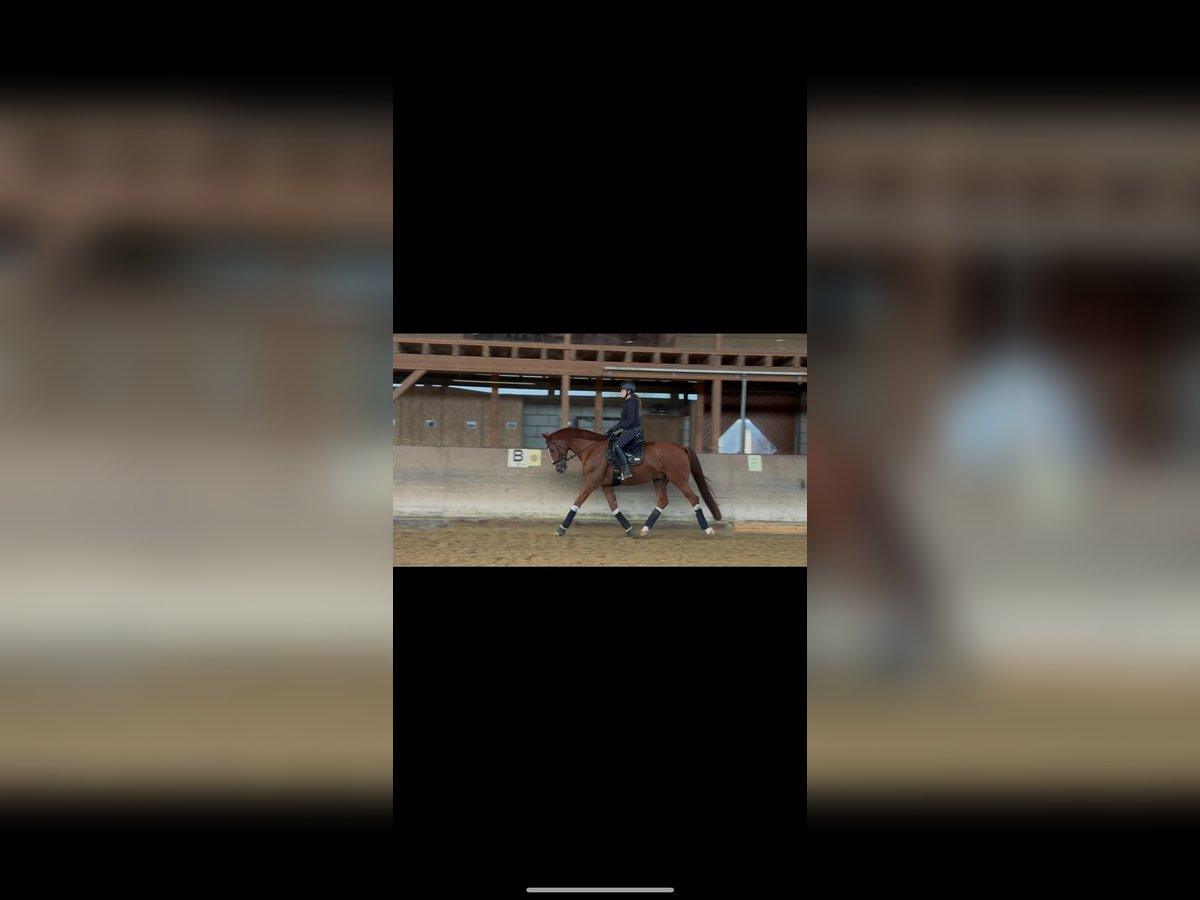 Baden Wuerttemberg Gelding 8 years 16,2 hh Chestnut-Red in Hattersheim