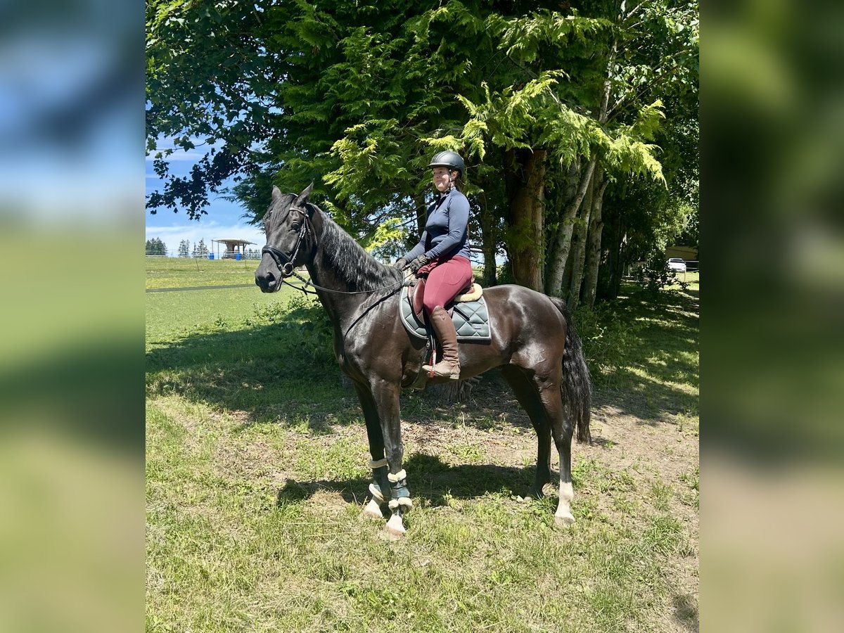Baden Wuerttemberg Gelding 8 years 17,1 hh Black in Pelmberg