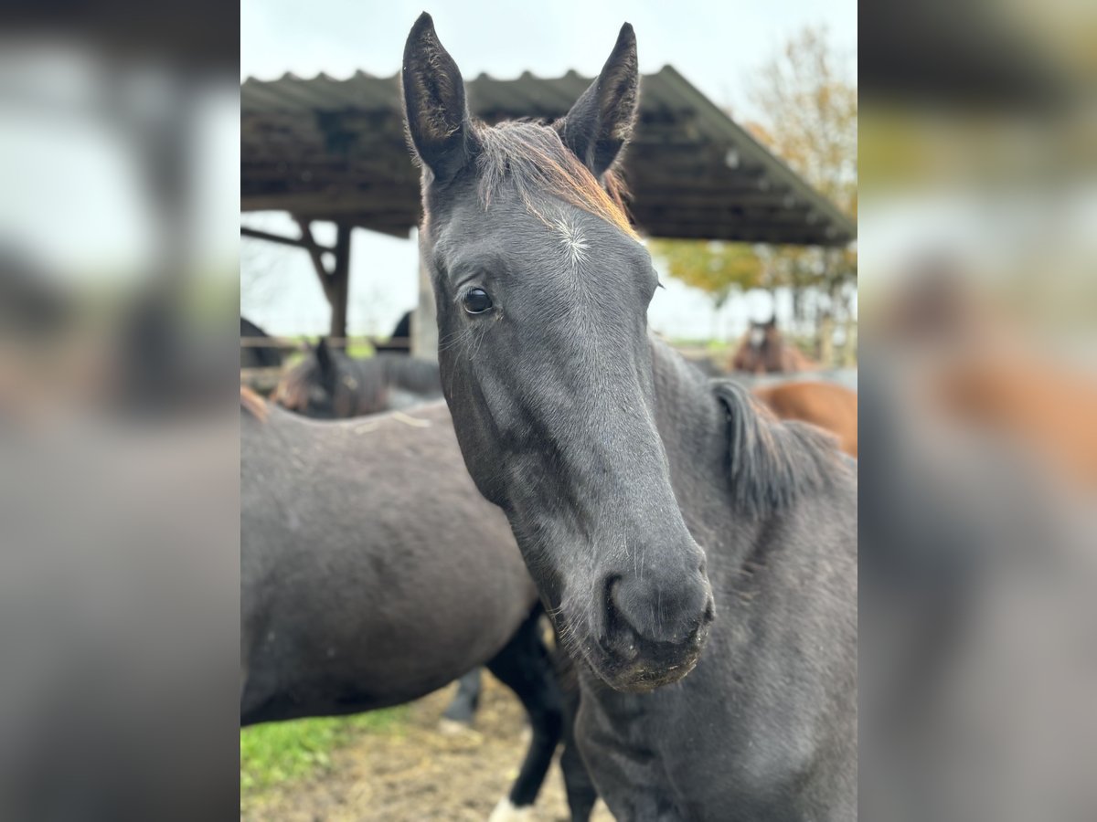 Baden Wuerttemberg Hingst 1 år Svart in Wangen im Allgäu