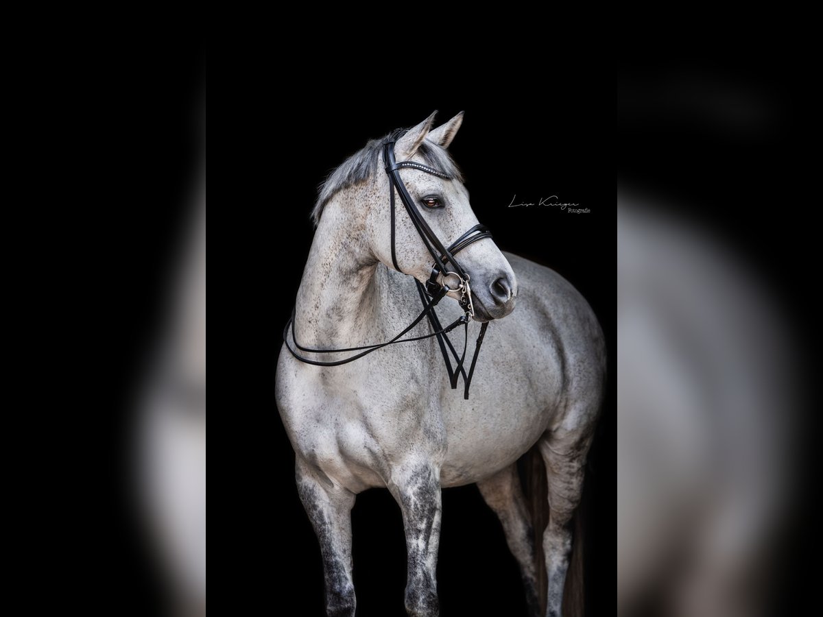 Baden Wuerttemberg Mare 12 years 16,2 hh in Bad Herrenalb