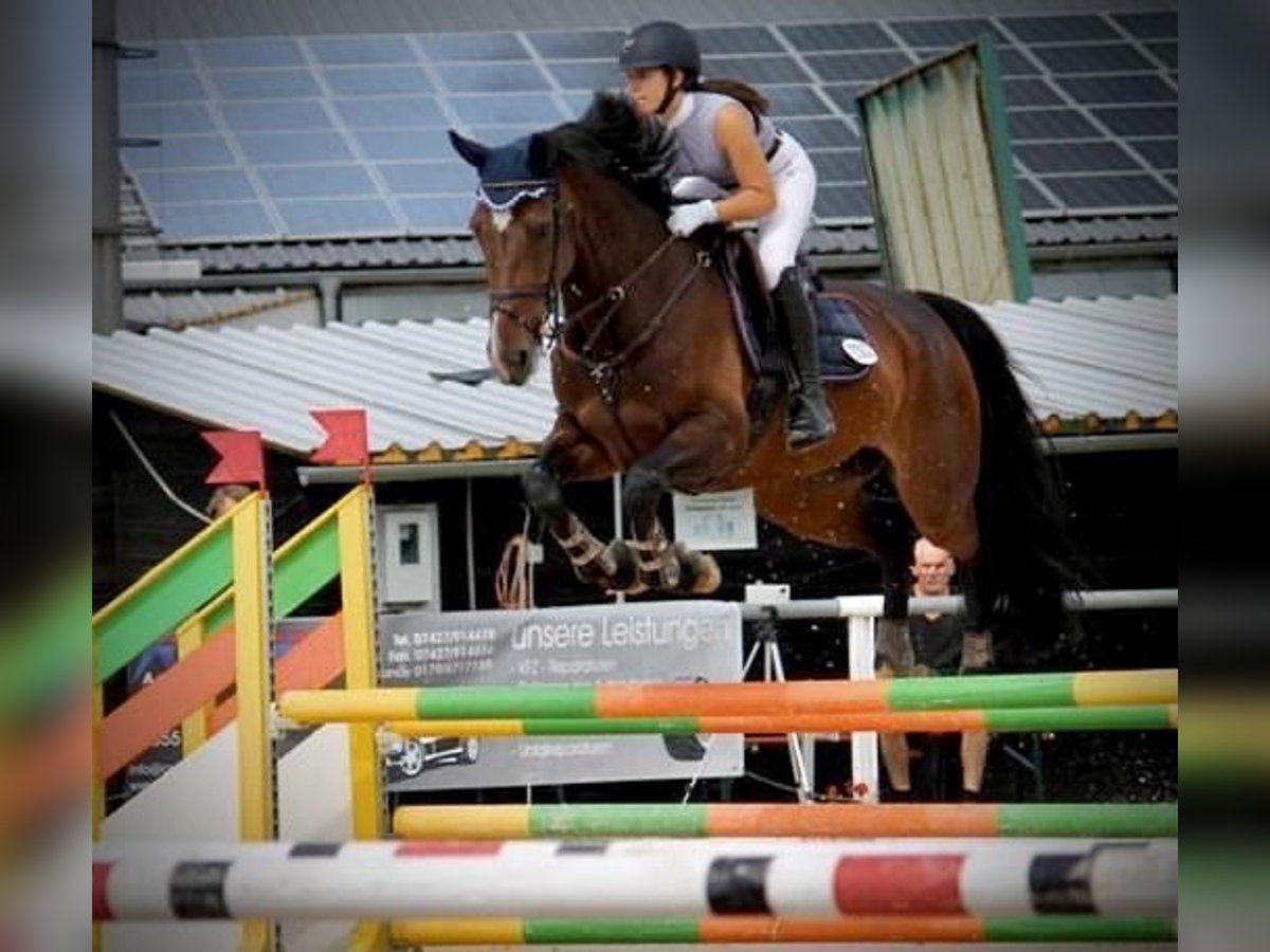Baden Wuerttemberg Mare 12 years 17,2 hh Brown in Du&#xDF;lingen