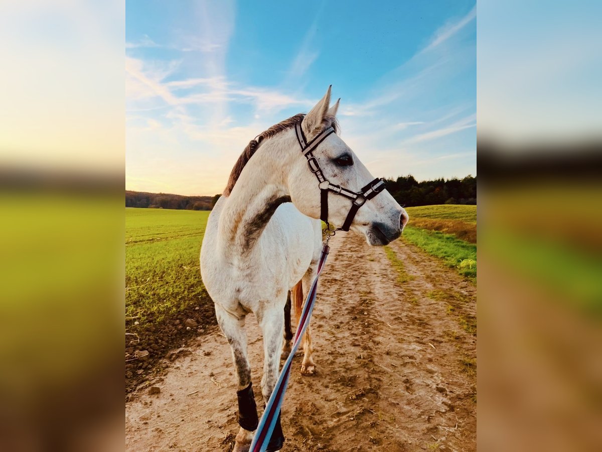 Baden Wuerttemberg Mare 13 years 15,2 hh Gray in Gaienhofen