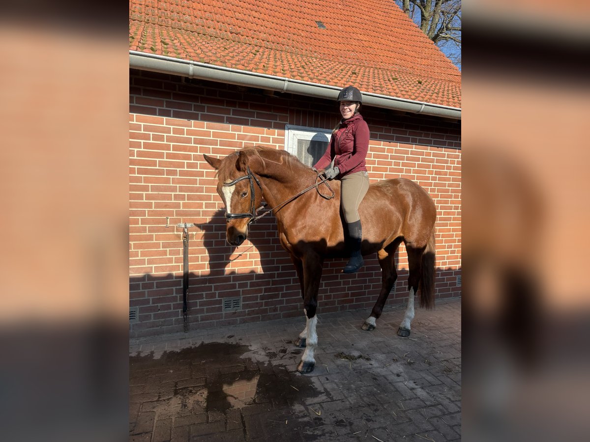 Baden Wuerttemberg Mare 13 years 16,2 hh Chestnut-Red in Brockum