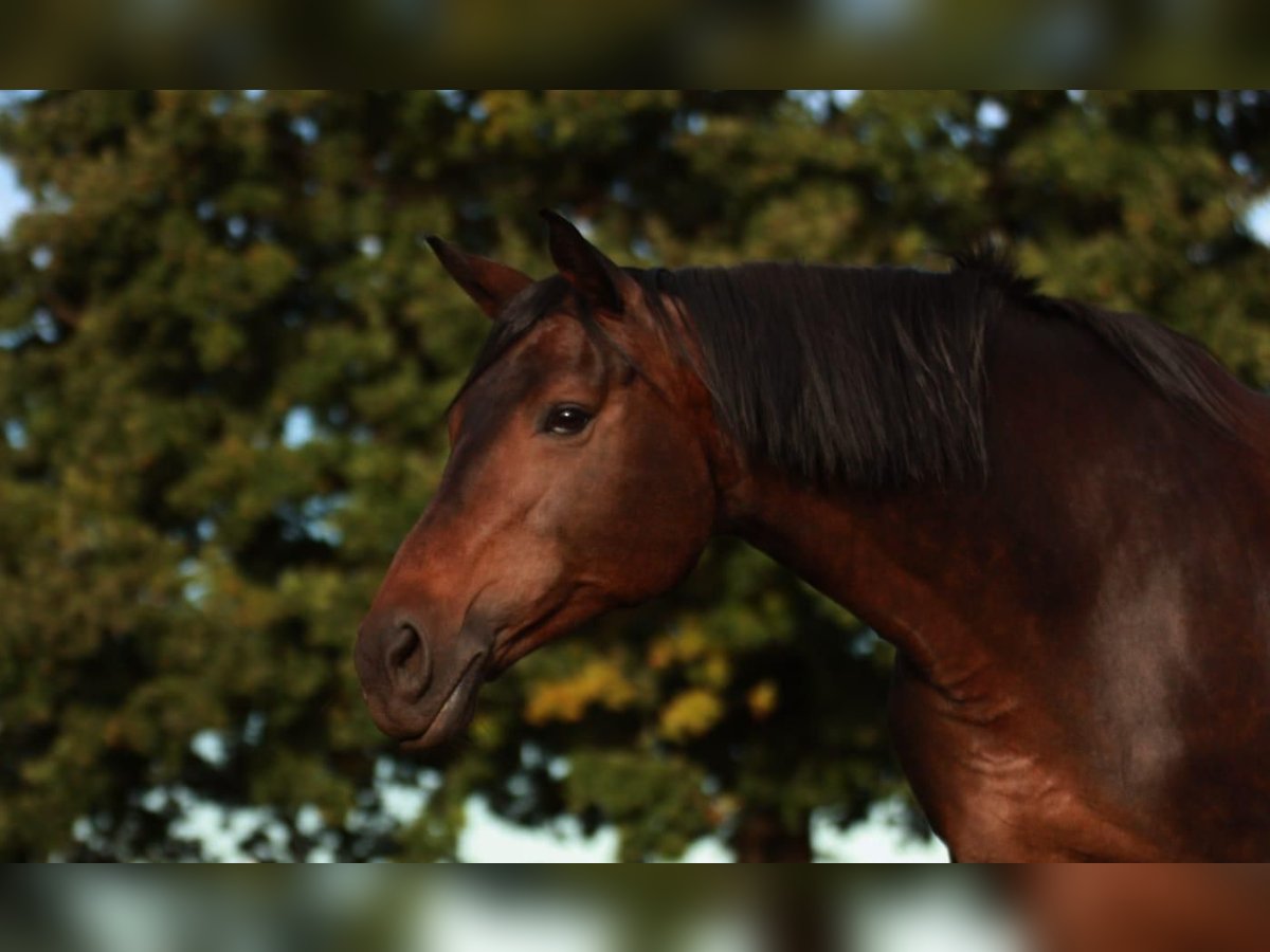 Baden Wuerttemberg Mare 13 years 16,2 hh in München