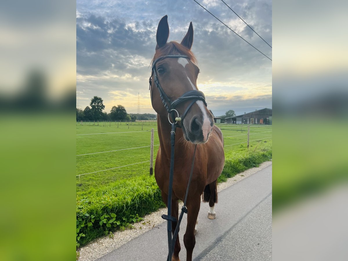 Baden Wuerttemberg Mare 13 years 16 hh in Günzburg