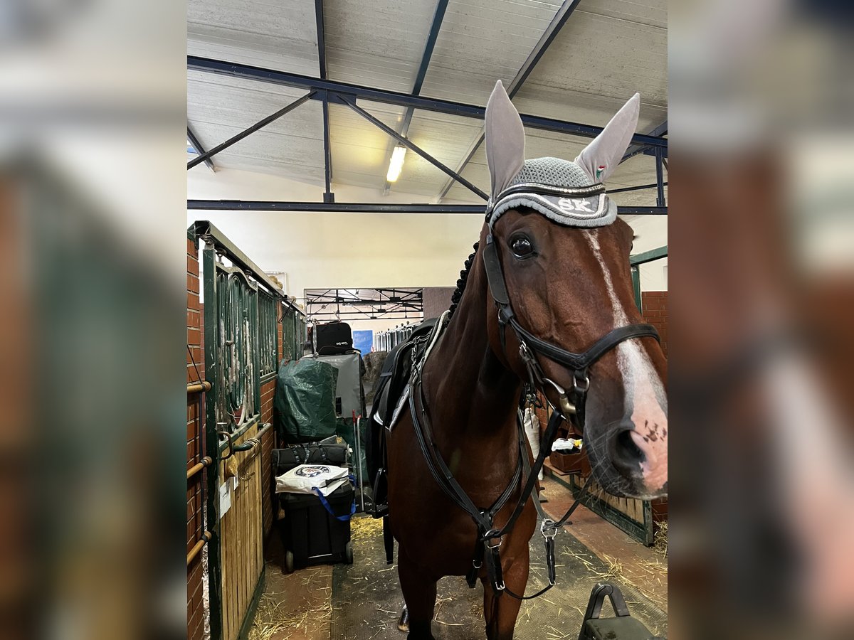 Baden Wuerttemberg Mare 13 years 16,3 hh Brown in Lentzke Baden Wuerttemberg Mare 13 years 16,3 hh Brown in Lentzke