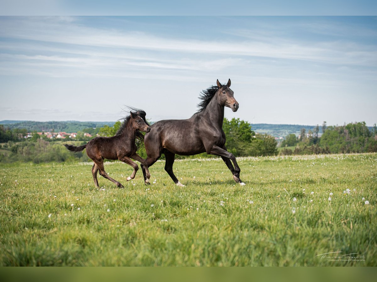 Baden Wuerttemberg Mare 15 years 16,2 hh Brown in Jagstzell