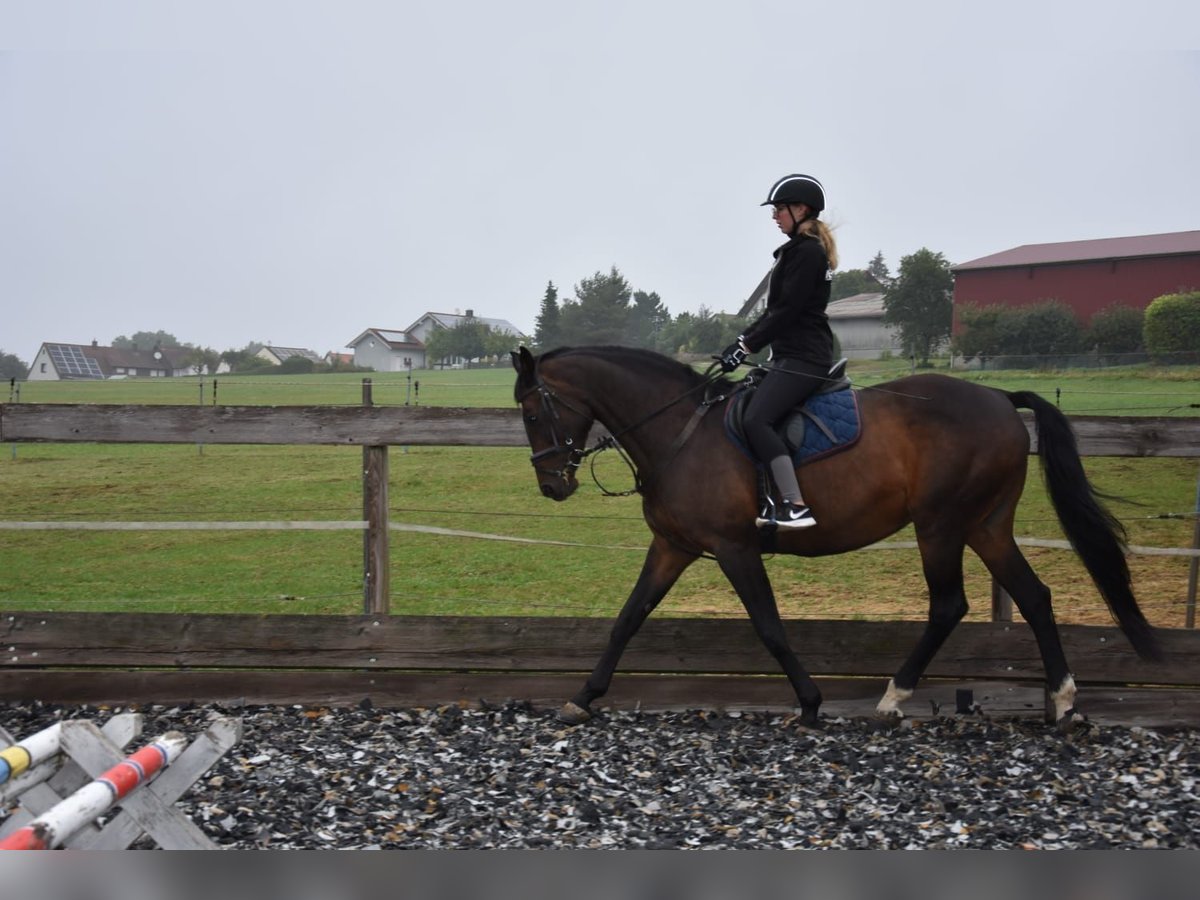 Baden Wuerttemberg Mare 16 years 16,1 hh Bay-Dark in K&#xF6;nigheim