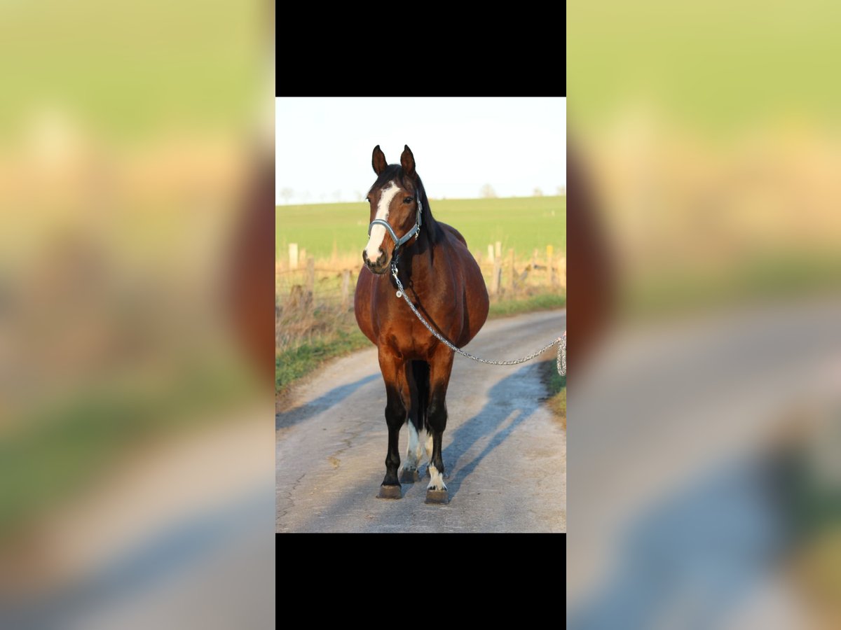 Baden Wuerttemberg Mare 16 years Brown in Jettingen-Scheppach Baden Wuerttemberg Mare 16 years Brown in Jettingen-Scheppach