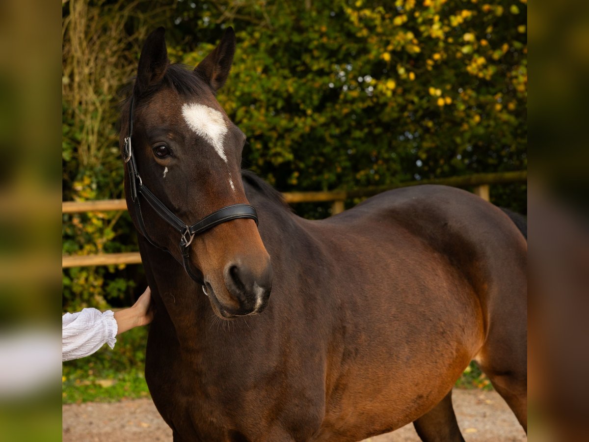 Baden Wuerttemberg Mare 18 years 16 hh Bay-Dark in Erlen