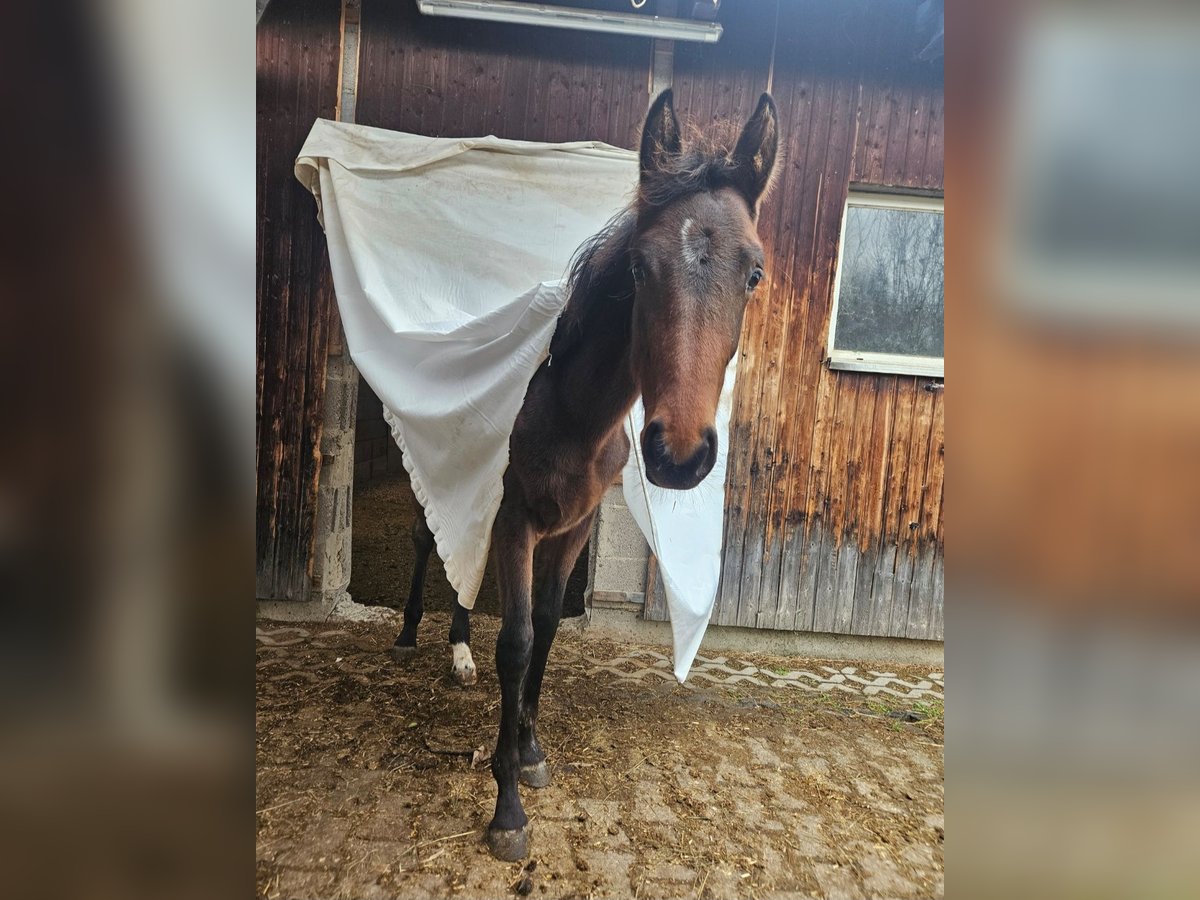 Baden Wuerttemberg Mare 1 year Brown in Neuffen